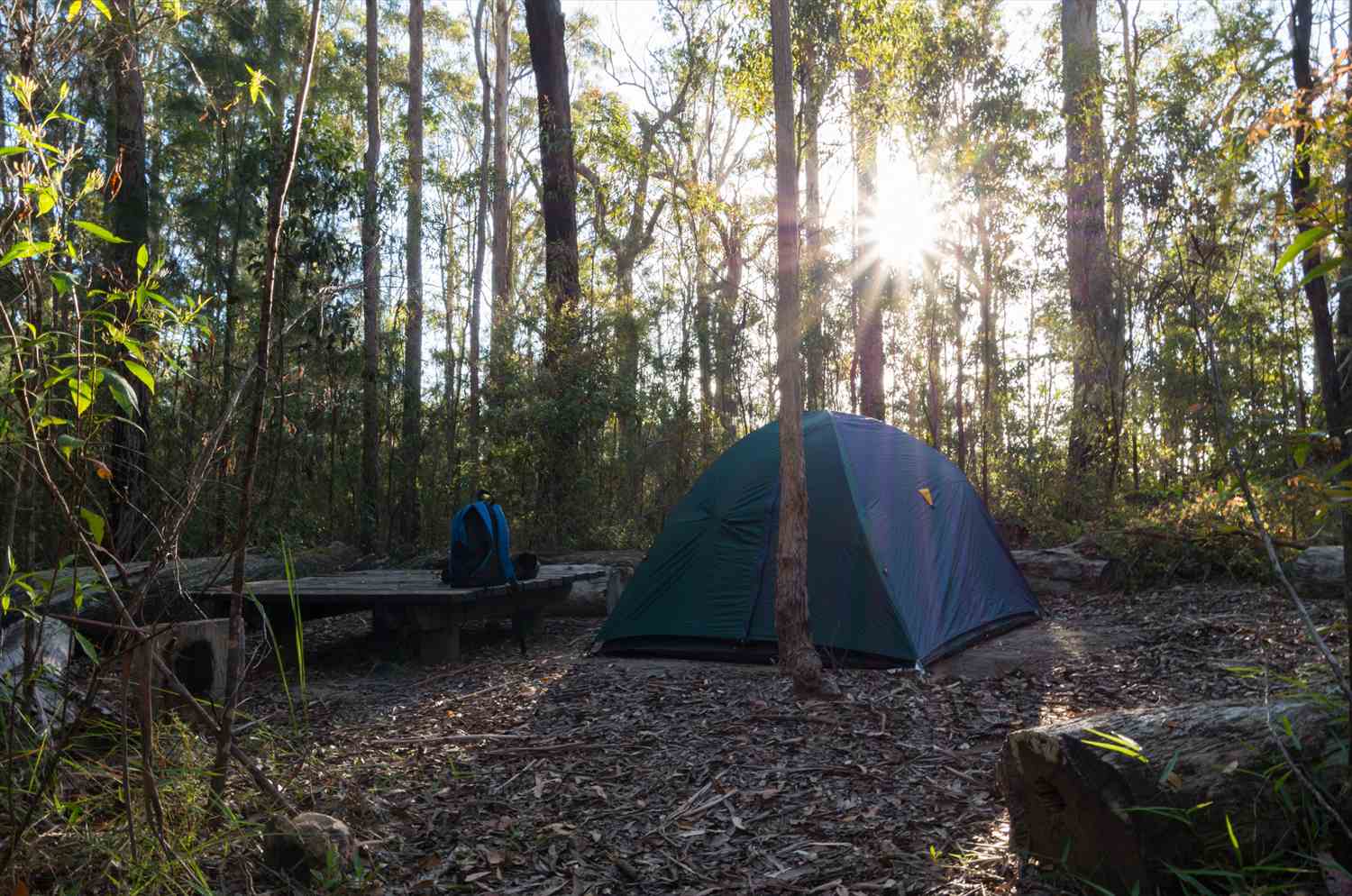 A tent pitched beneath tall trees in a forest