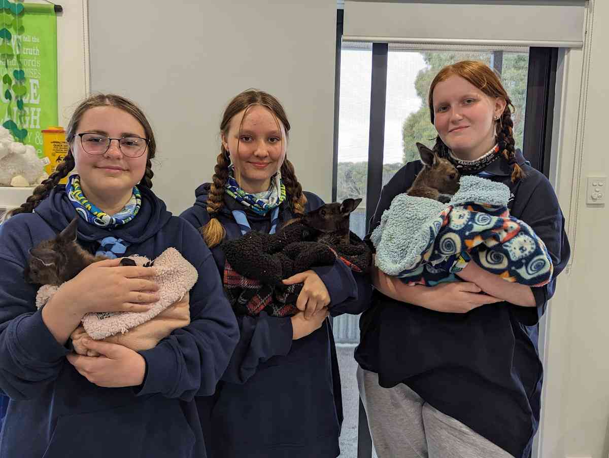 Venturers caring for wildlife