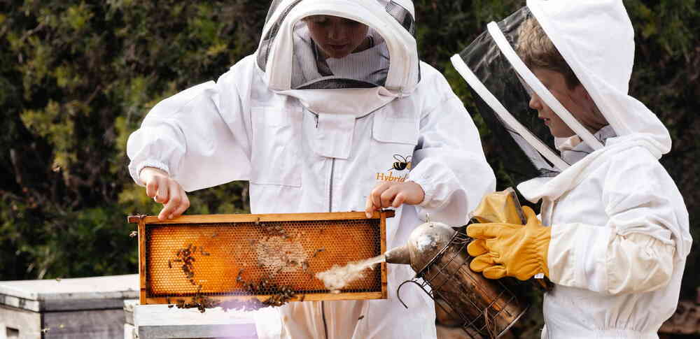 🐝 Apiary Tour