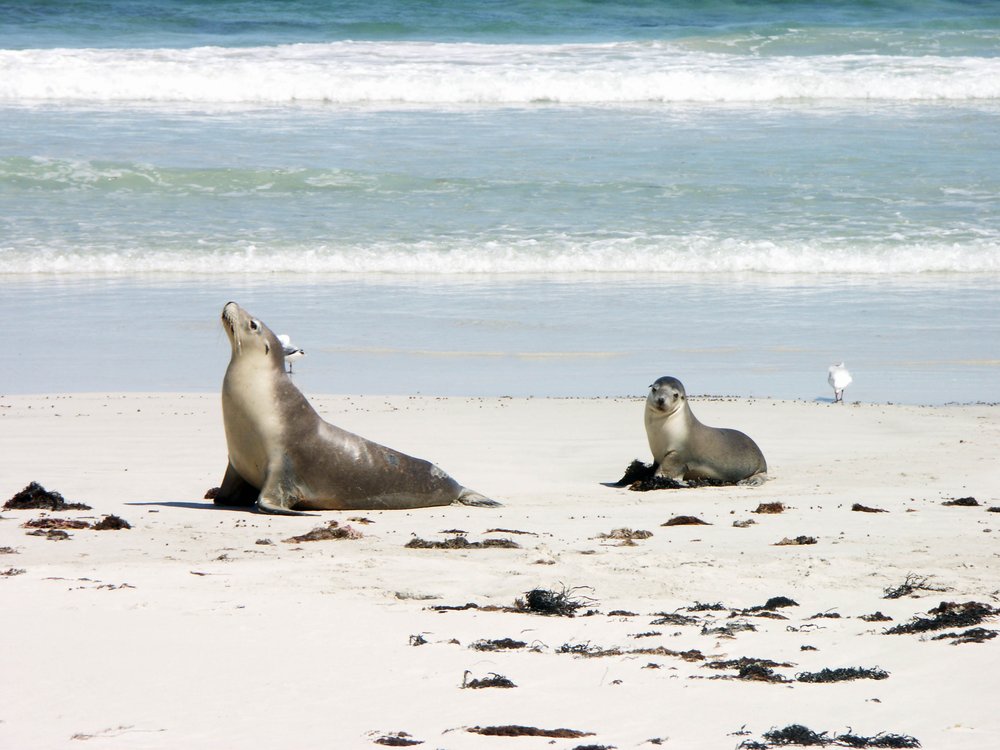 🦭 Sealions
