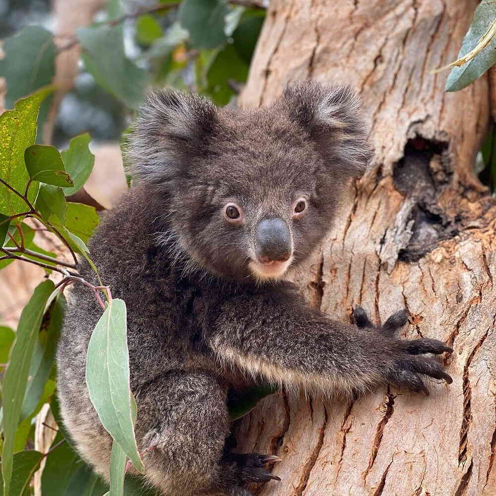 🐨 Wildlife Park