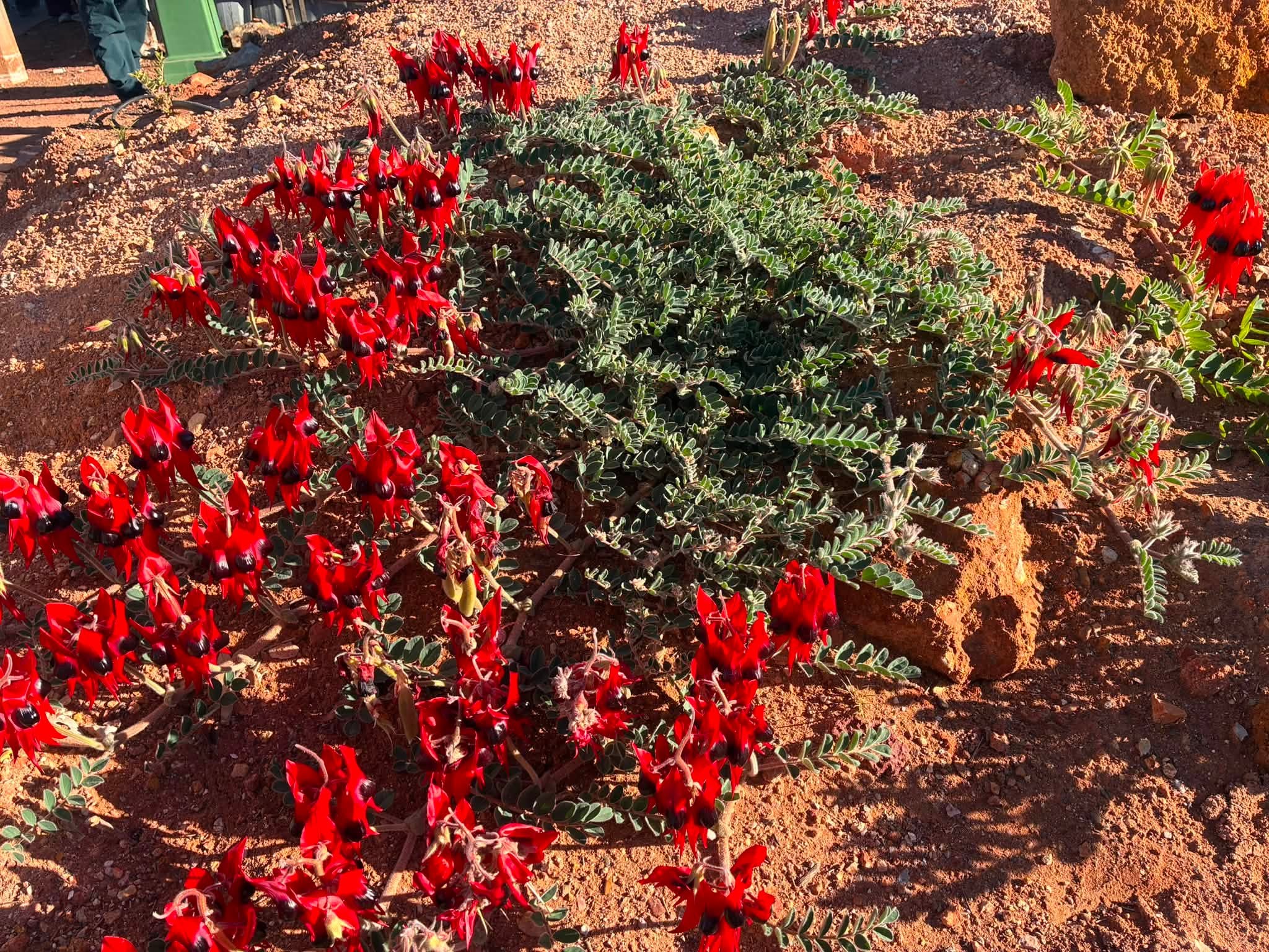 Sturt desert peas flowering in red dirt at Coober Pedy during the Uluru expedition