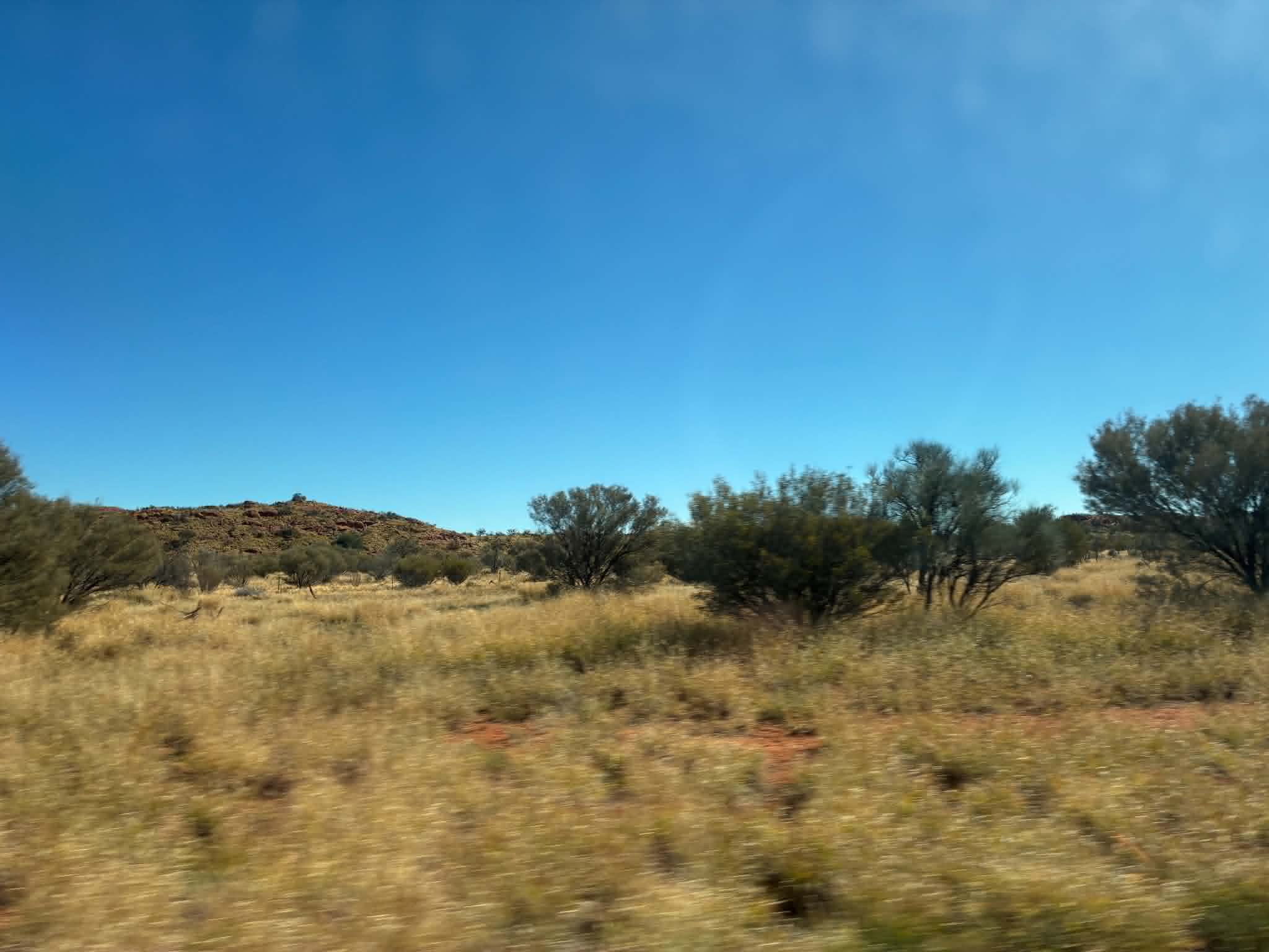 Desert trees and red earth beside the road on the way to Kings Canyon