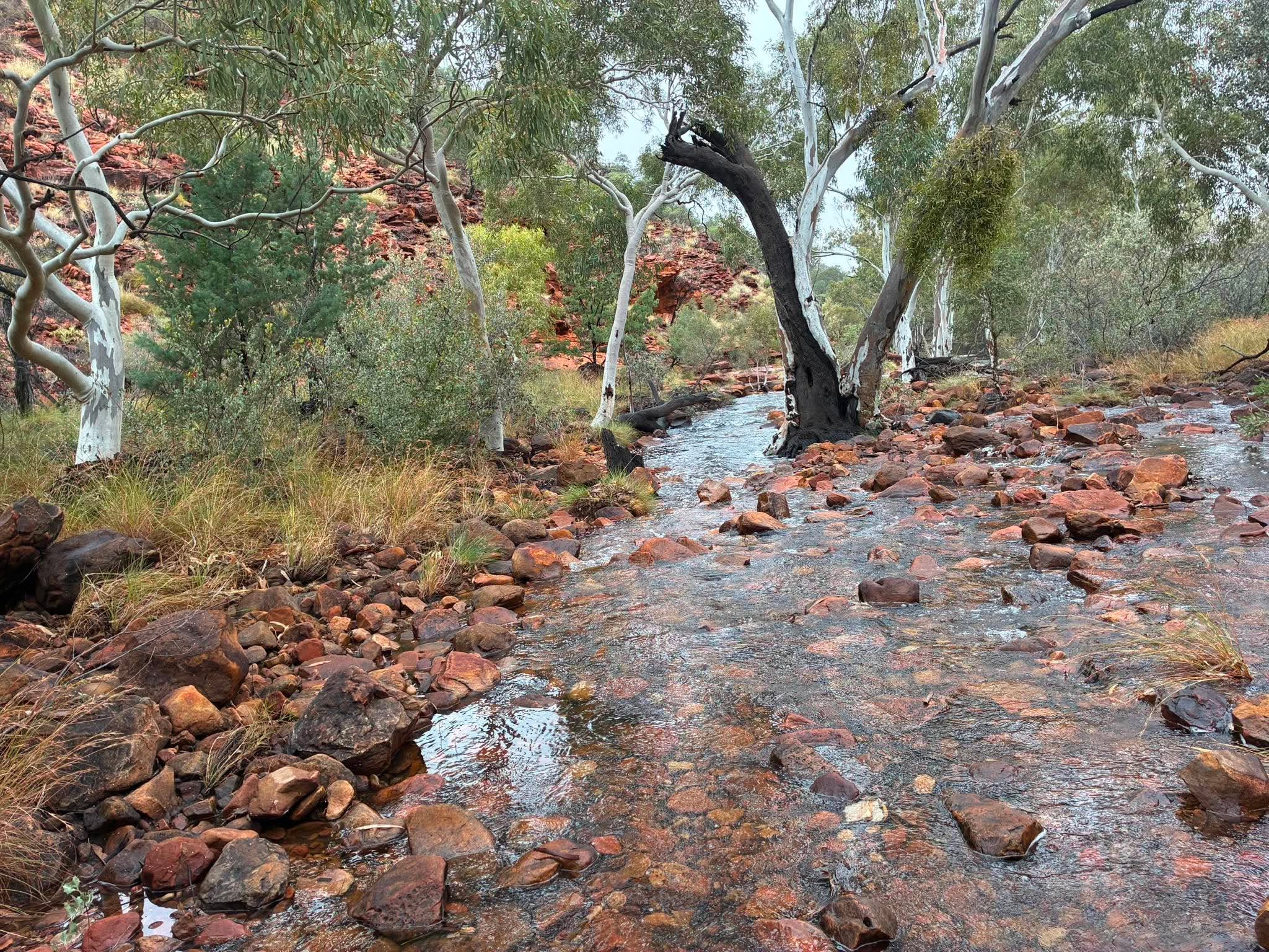 Creek running through red rocks and gum trees at Kings Canyon