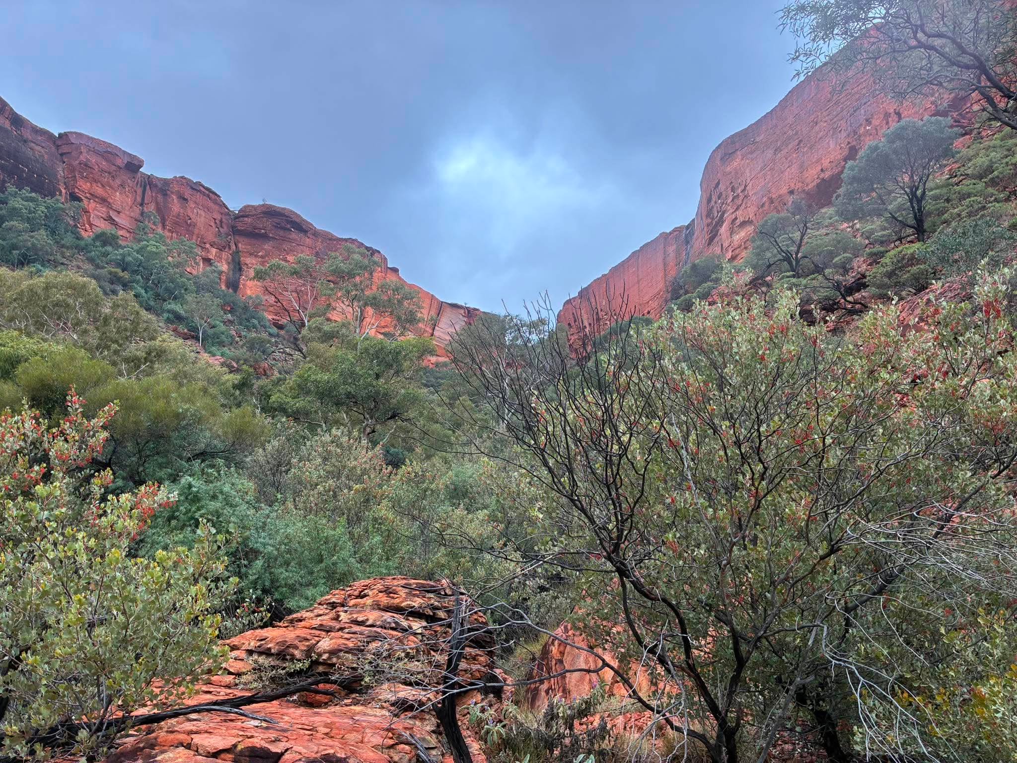 Red rock walls and scrub inside Kings Canyon during the Uluru expedition