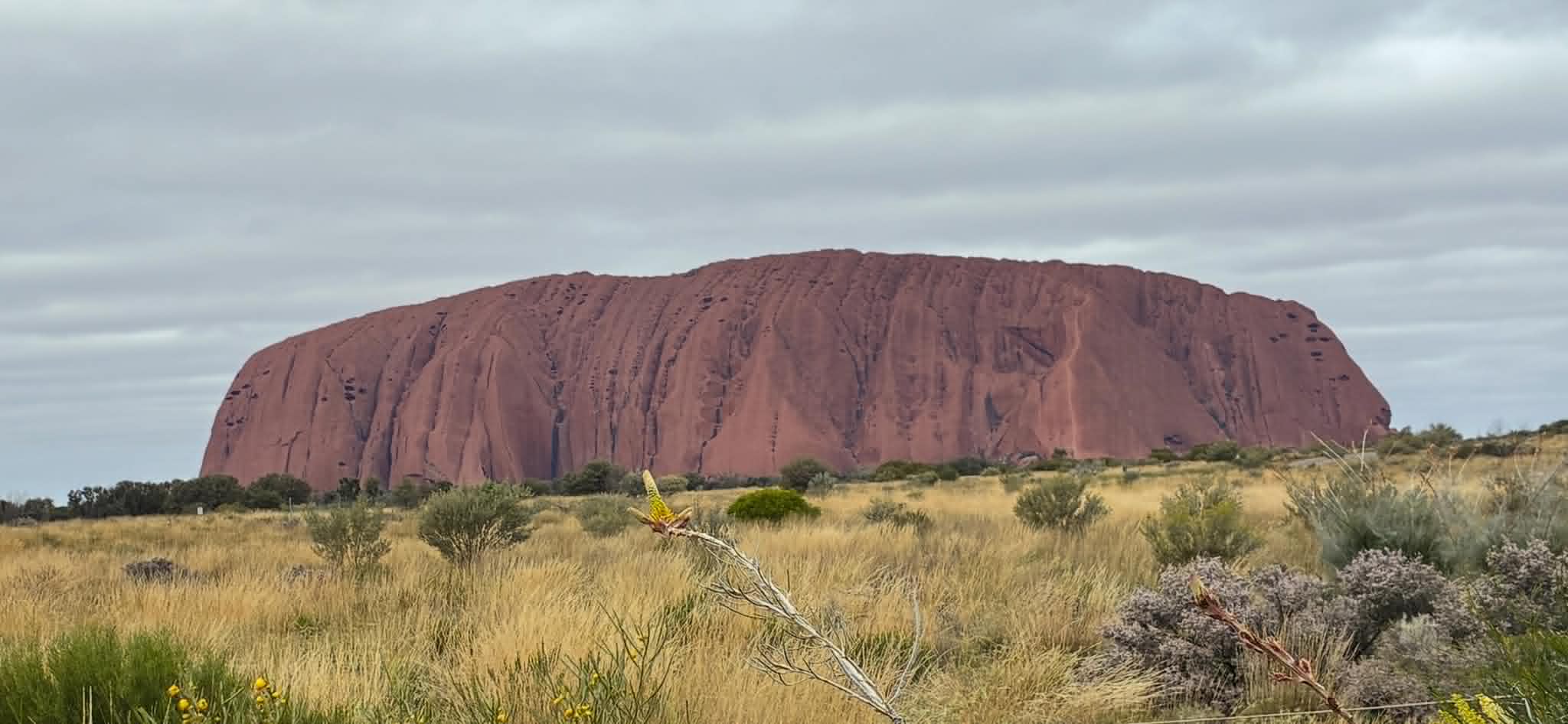 Uluru rising above grass and desert plants on a cloudy day