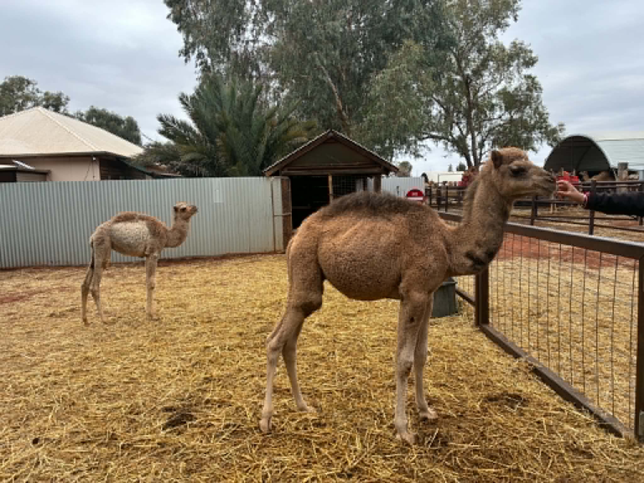 Young camels standing in the camel yard before the Uluru expedition camel ride