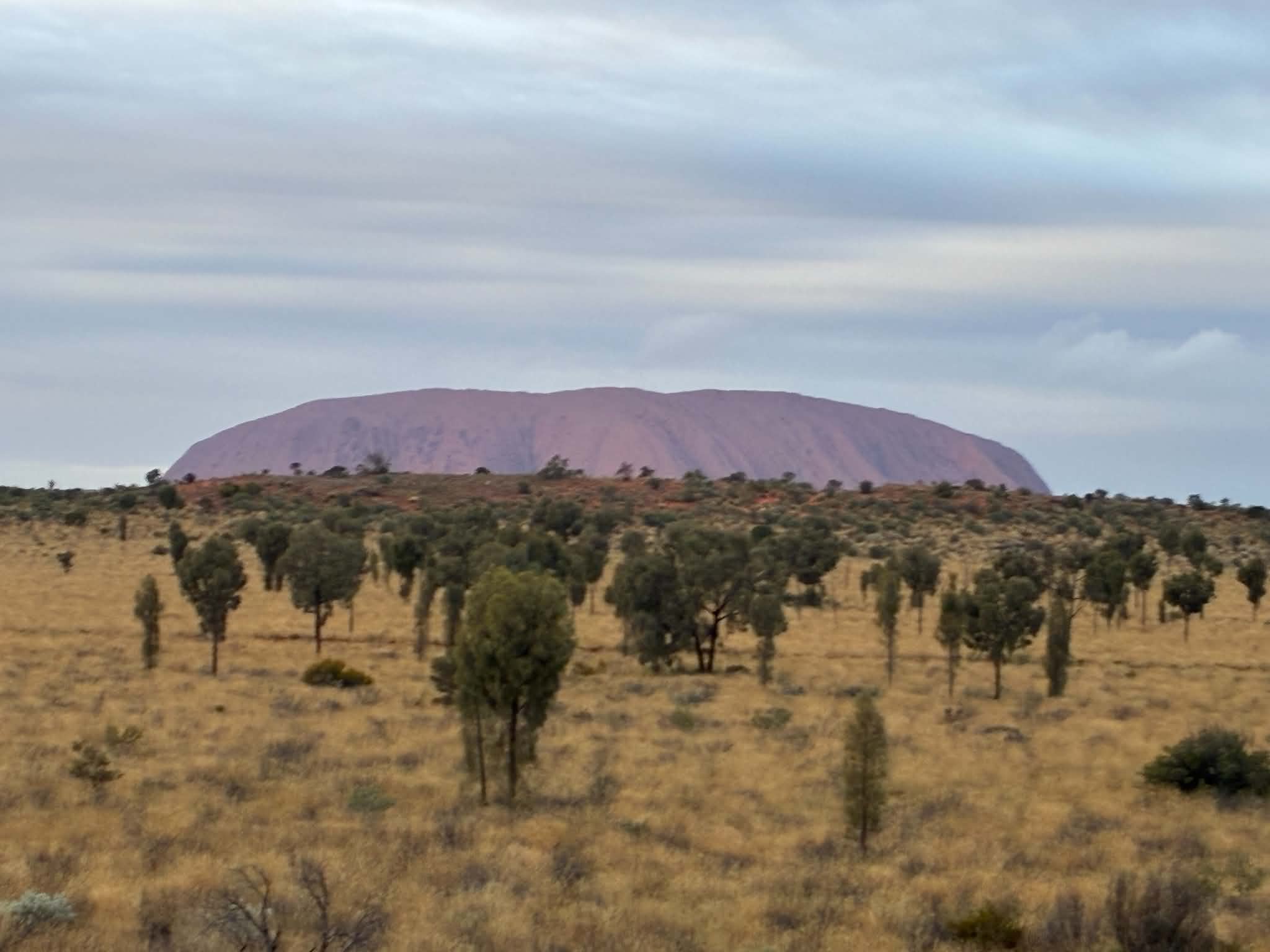 Uluru seen across spinifex and desert trees during the Uluru expedition