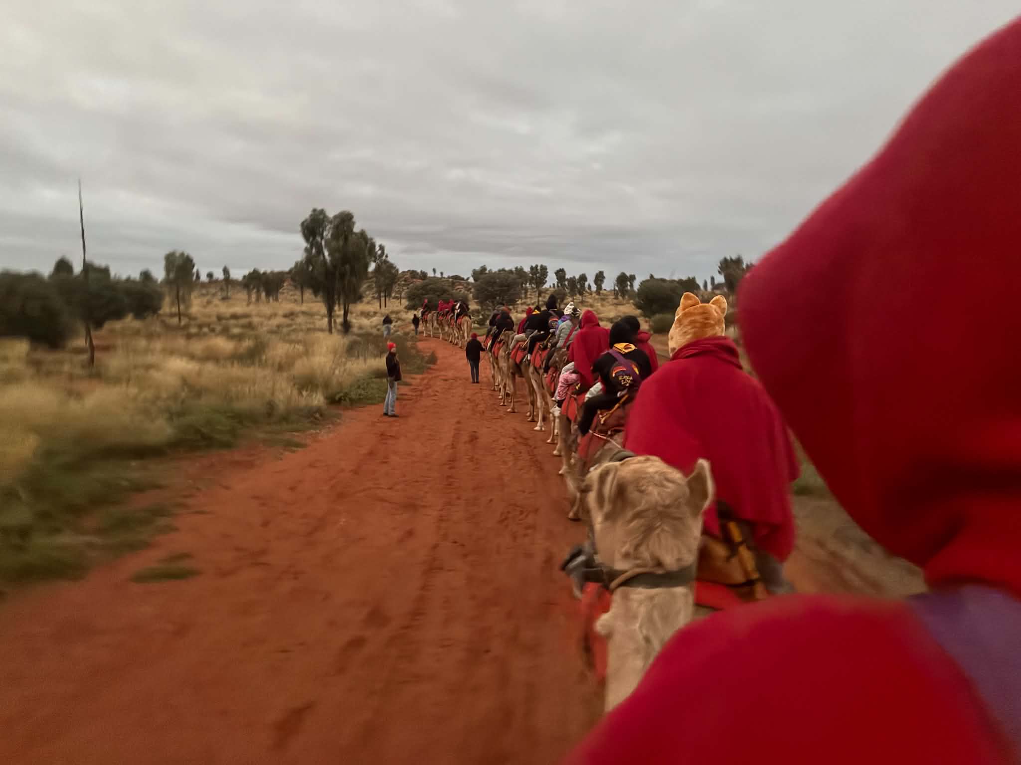 Uluru expedition group riding camels along a red dirt track in the early morning