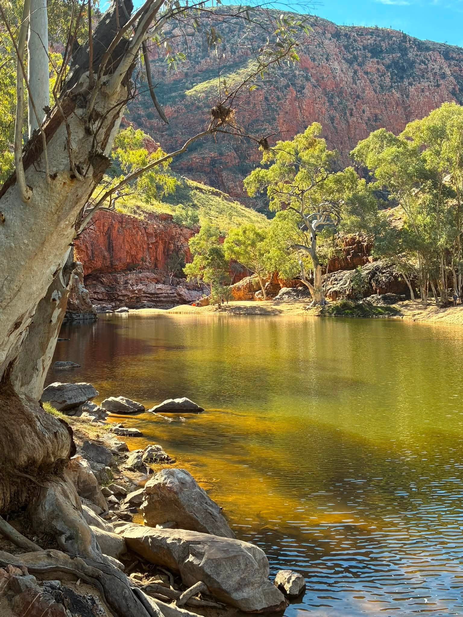 Waterhole, gum trees, and red rock walls at Ormiston Gorge