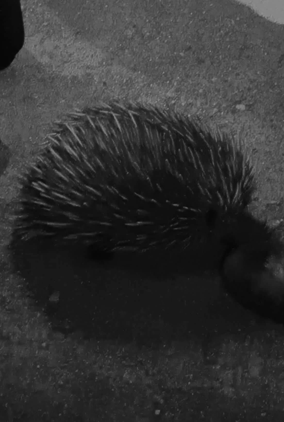 Short-beaked echidna visiting at night during the Uluru expedition Alice Springs stop