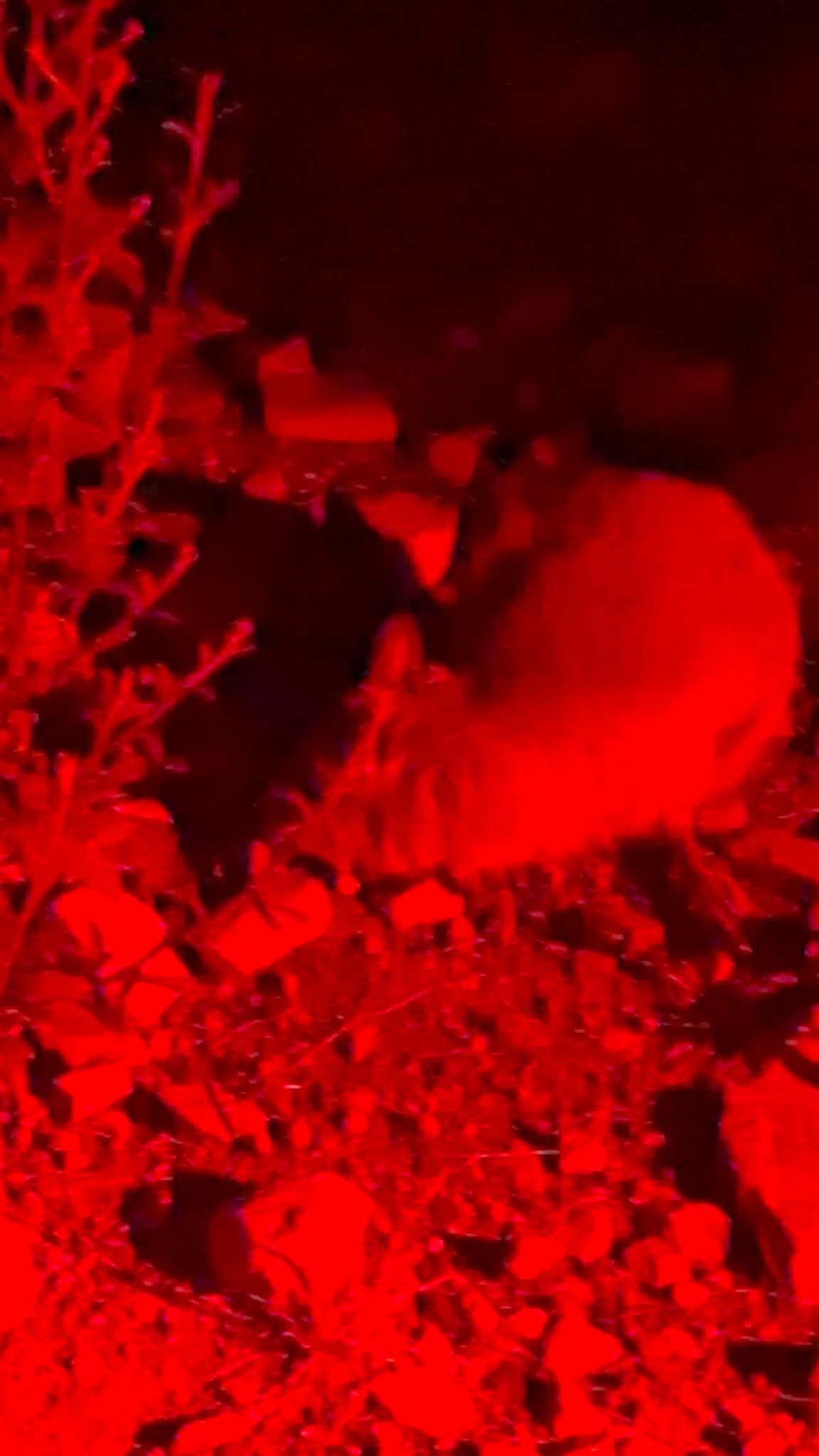 Short-beaked echidna seen under red light during nighttime spotlighting near Alice Springs